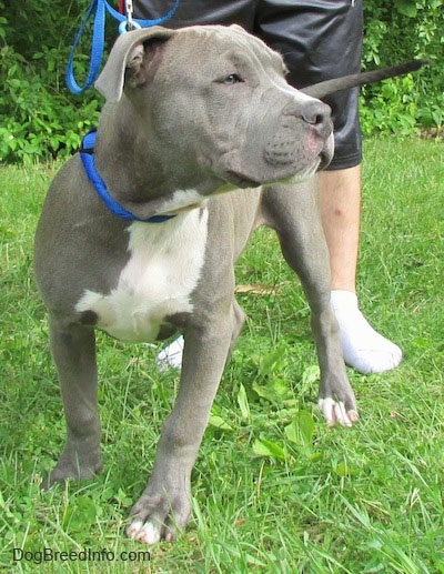 A gray with white Pit Bull Terrier Puppy is standing in a yard. It is looking to the right, there is a person in socks standing behind him