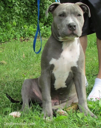 A gray with white Pit Bull Terrier Puppy sitting in a yard with a leash on and there is a person standing behind it.