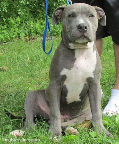 A blue-nose Pit Bull Terrier Puppy is sitting in a yard with a leash on. There is a person to the right of it and there is a lot of trees behind it.