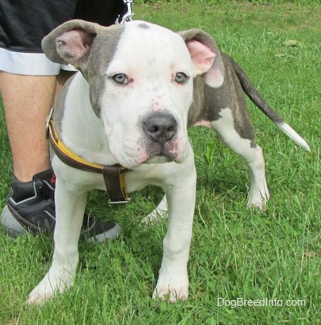 A white and gray Pit Bull Terrier Puppy is standing on grass, it is wearing a harness and there is a person standing to the left of it.
