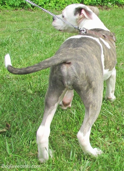 The back of a gray and white Pit Bull Terrier Puppy that is standing on grass and it is looking to the left.