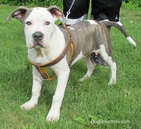 The front left side of a white and gray Pit Bull Terrier Puppy that is standing on grass and it is wearing a harness. 