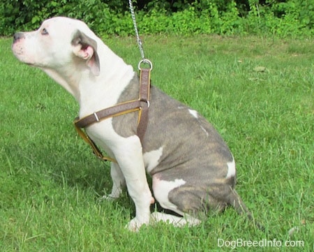 The left side of a blue and white Pit Bull Terrier Puppy that is sitting on grass and it is wearing a harness