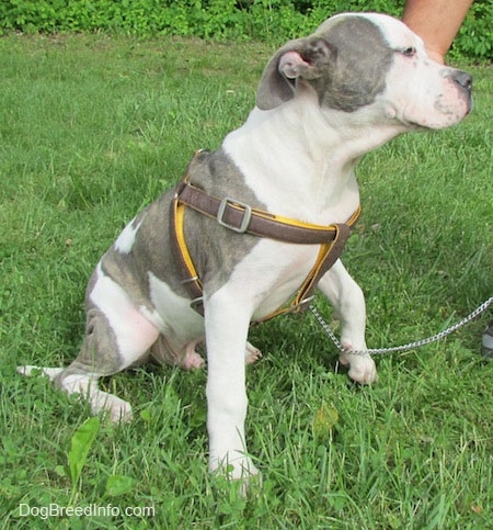The front right side of a gray and white Pit Bull Terrier Puppy that is sitting on grass. It has its front left paw off of the grass and it is looking ot the right.