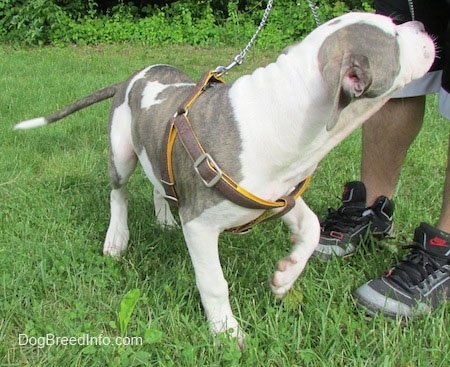 The front right side of a Pit Bull Terrier Puppy that is standing on grass with its paw up and it is looking up and to the right at a person who is holding its leash.