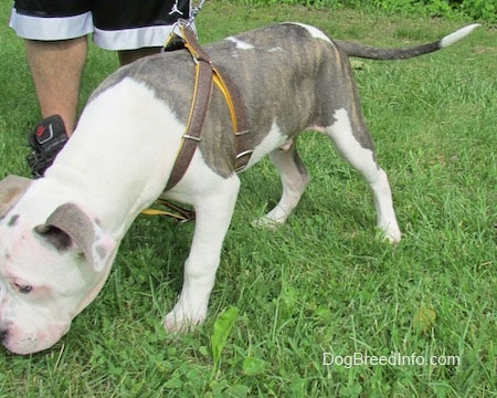 The front left side of a gray and white Pit Bull Terrier Puppy that is sniffing around on grass and there is a person behind it.