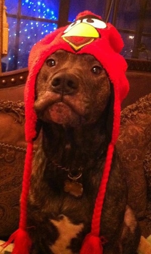 A brindle with white American Pit Bull Terrier is sitting on a couch and it is wearing an Angry Birds hat.