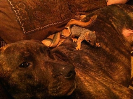 Close up - The left side of a Pit Bull Terrier laying on a couch with a baby squirrel on top of it