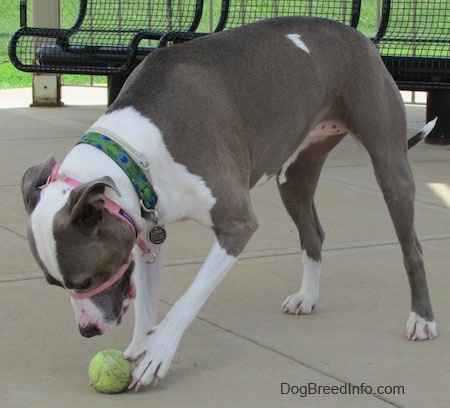 The front left side of a gray and white Staffordshire Terrier that is standing on a concrete surface, it is looking down and bating a tennis ball below it.
