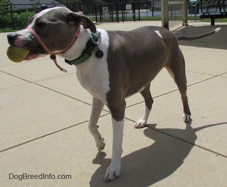 The front left side of a gray with white Staffordshire Terrier that is wearing a pink gentle leader. It has a tennis ball in its mouth and it is walking across a concrete surface.