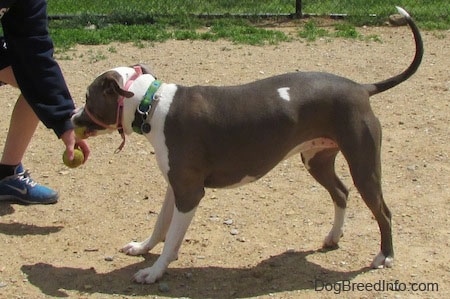 The left side of a gray with white Staffordshire Terrier that is standing on sand and it is looking at a tennis ball in the hand of a person in front of it.
