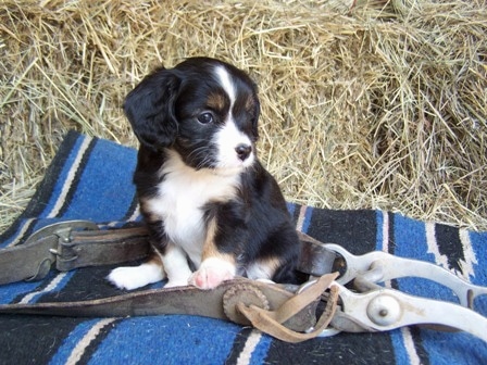 The front left side of a black with white and tan Aussalier puppy that is sitting on a blanket, it is surrounded by a horse halter and it is looking to the right.