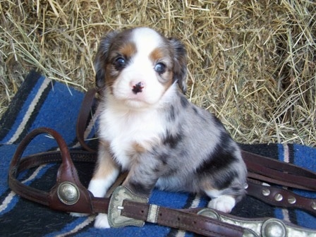 The left side of a blue merle Aussalier puppy that is sitting on a blanket, it is surrounded by a leather horse halter, it is looking forward and there is a hay bale behind it.