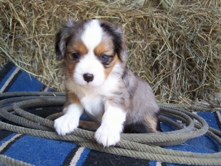 A blue merle Aussalier puppy that is sitting on a blanket, it is surrounded by a lasso and it is looking forward.