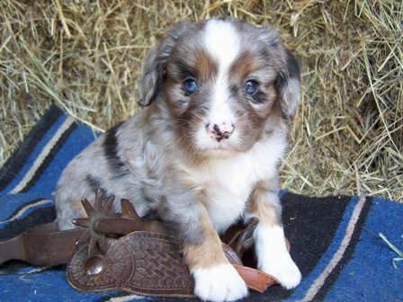 The front right side of a blue merle Aussalier puppy that is sitting on a blanket, next to a spur and it is looking forward.