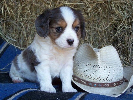 The front right side of a white with black and brown Aussalier puppy that is sitting next to a cowboy hat, on a blanket and it is looking forward.