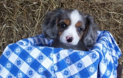 The head of a blue merle Aussalier puppy that is sitting in a basket and there us a hay bale behind it.