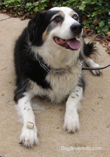 A tri-color Australian Shepherd is laying on sidewalk with a pinch collar and leash on. It is looking up, its mouth is open and its tongue is out.