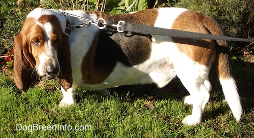 Elwood the Basset Hound standing outside looking back