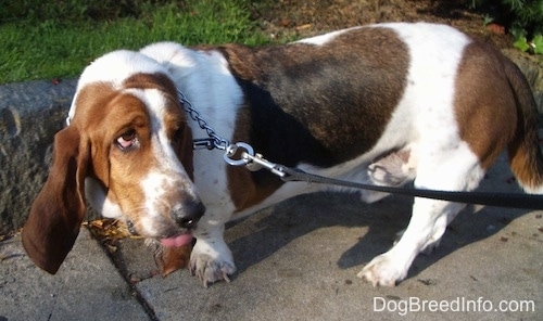 Elwood the Basset Hound looking back at its owner with his tongue out