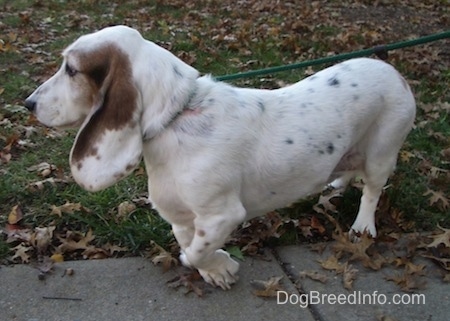 Right Profile - Max the Basset Hound