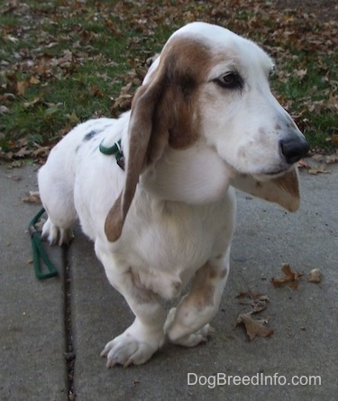 Max the Basset Hound standing outside on the sidewalk