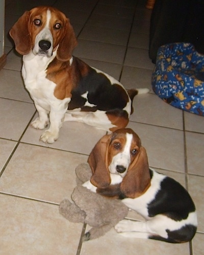 Buckle the Basset Hound sitting in a kitchen with Bella the Basset hound puppy who is laying on a plush toy