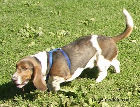 Baxter the Basset Hound trotting across the lawn