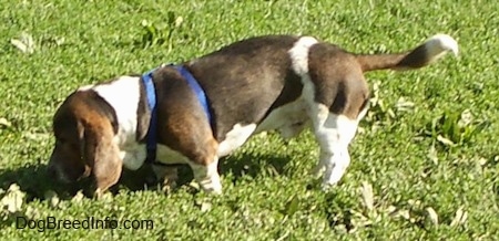 Baxter the Basset Hound wearing a blue harness sniffing around outside