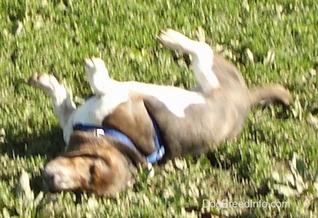 Baxter the Basset Hound rolling around outside