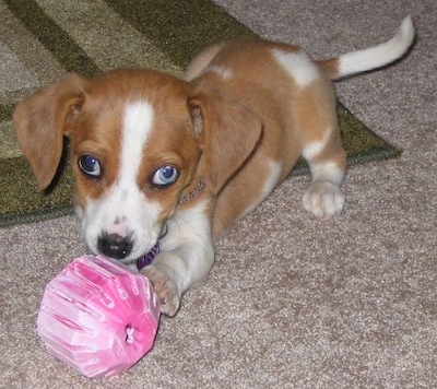 The front left side of a brown with white Beabull puppy that is laying across a rug playing with a pink dog toy