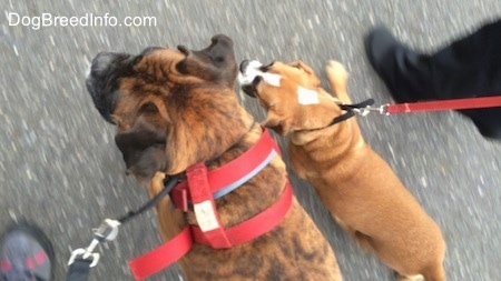 Bruno the Boxer and Luna the Beabull together on a pack walk walking side-by-side