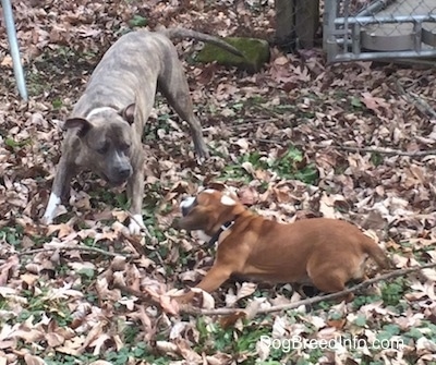 Luna the Beabull and Spencer the Pit Bull Terrier play bowing at one another