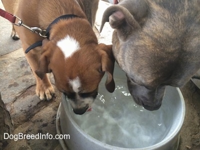 Spencer the Pit Bull Terrier and Luna the beabull drinking out of the same water bowl