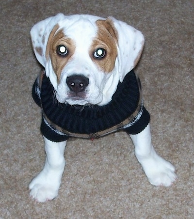 A white with brown Beabull puppy is wearing a sweater, it is sitting on a carpet and it is looking forward.