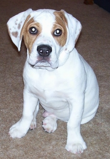 A white with brown Beabull puppy is sitting on a carpet and it is looking forward.