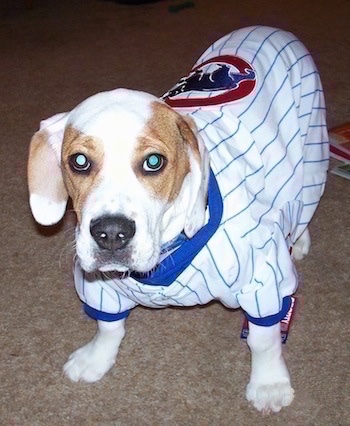 A white with brown Beabull puppy is wearing a Chicago Cubs Jersey and it is standing on carpet.