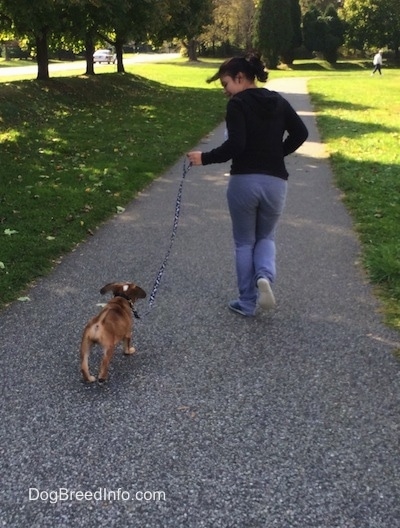 Luna the Beabull running down a paved path with her owner