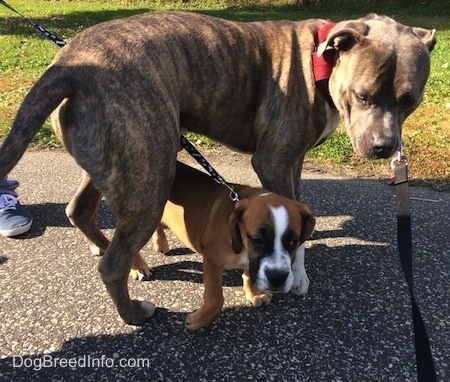 Luna the Beabull walking under Spencer the Pit Bull Terrier while on a leash