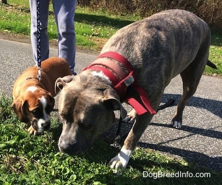 Luna the Beabull sniffing the ground with Spencer the Pit Bull Terriers face