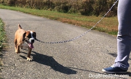 Luna the Beabull running on a blacktop while on a leash with her owner