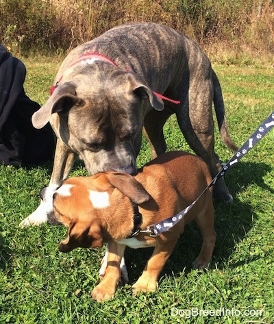 Spencer the Pit Bull Terrier nudging Luna the Beabull with his nose
