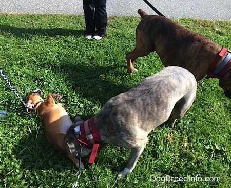 Spencer the Pit Bull Terrier sniffing Luna the Beabull who is belly-up and Bruno is behind Spencer