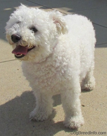 Casey the Bichon Frise standing on the sidewalk with its mouth open and its tongue out