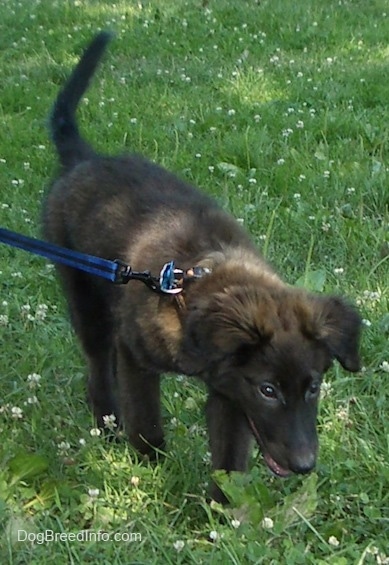 Rider the Borador puppy exploring the grass