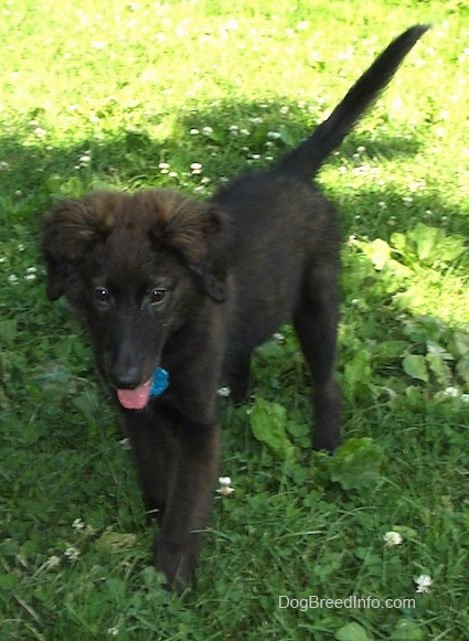 Rider the Borador Puppy walking towards the camera holder with its mouth open and tongue out