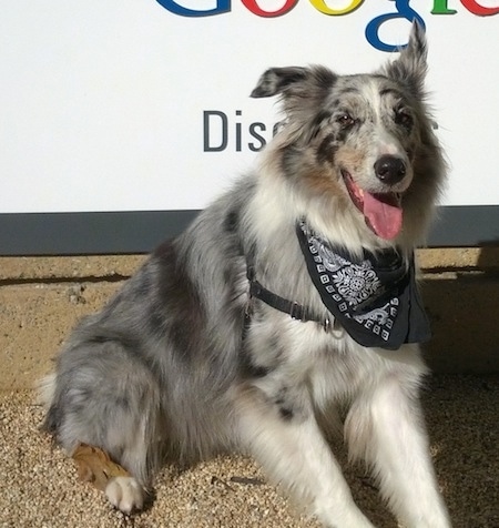 Close Up - Moose the Border Collie wearing a black and white bandana sitting in front of a Google sign with its mouth open and tongue out.