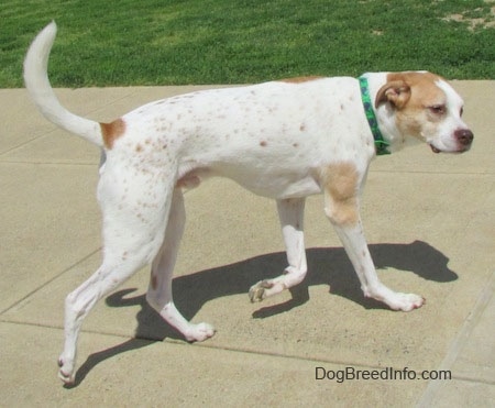 The right side of a white with tan Border Collie Pit that is walking across a concrete path.