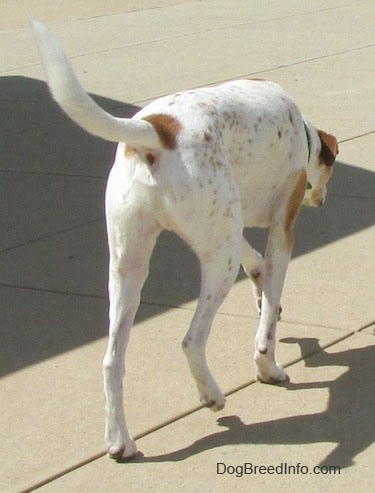 The back right side of a white with tan Border Collie Pit that is walking up a concrete path
