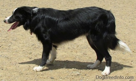 Marnie the Border Collie standing outside in dirt with its mouth open and tongue out